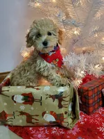 Jill, a female Poodle - Miniature  for sale in Salem, MO – Photo 1 of 5