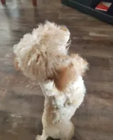 processed/52f67151-d47b-433c-9892-7b1437078bf4/listing/a3f361a2-f06b-4968-b6e3-fa9052aad5ab/a9740cf9-06ce-4665-bafa-7900c2142893