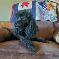 AKC Comet, a male Poodle - Miniature  for sale in Salem, MO – Photo 5 of 6