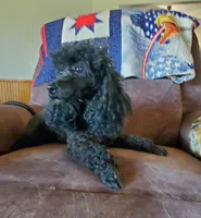 AKC Comet, a male Poodle - Miniature  for sale in Salem, MO – Photo 5 of 6