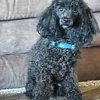 AKC Comet, a male Poodle - Miniature  for sale in Salem, MO – Photo 3 of 6