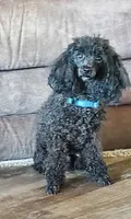 AKC Comet, a male Poodle - Miniature  for sale in Salem, MO – Photo 3 of 6
