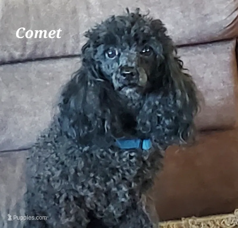AKC Comet