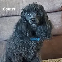 AKC Comet, a male Poodle - Miniature  for sale in Salem, MO – Photo 1 of 6