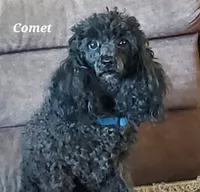 AKC Comet, a male Poodle - Miniature  for sale in Salem, MO – Photo 1 of 6
