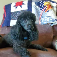 AKC Comet, a male Poodle - Miniature  for sale in Salem, MO – Photo 6 of 6