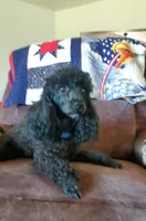 AKC Comet, a male Poodle - Miniature  for sale in Salem, MO – Photo 6 of 6