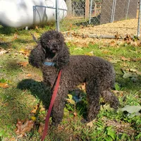 AKC Comet, a male Poodle - Miniature  for sale in Salem, MO – Photo 2 of 6