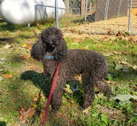 AKC Comet, a male Poodle - Miniature  for sale in Salem, MO – Photo 2 of 6