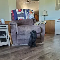 AKC Comet, a male Poodle - Miniature  for sale in Salem, MO – Photo 4 of 6