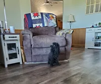 AKC Comet, a male Poodle - Miniature  for sale in Salem, MO – Photo 4 of 6