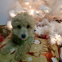 Bonnie, a female Poodle - Miniature  for sale in Salem, MO – Photo 4 of 8