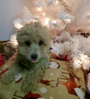 Bonnie, a female Poodle - Miniature  for sale in Salem, MO – Photo 4 of 8