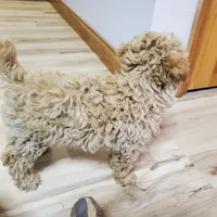 Bonnie, a female Poodle - Miniature  for sale in Salem, MO – Photo 6 of 8