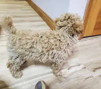 Bonnie, a female Poodle - Miniature  for sale in Salem, MO – Photo 6 of 8