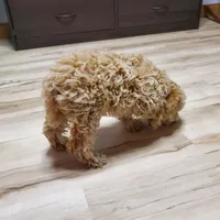 Bonnie, a female Poodle - Miniature  for sale in Salem, MO – Photo 3 of 8