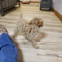 Bonnie, a female Poodle - Miniature  for sale in Salem, MO – Photo 7 of 8