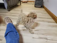 Bonnie, a female Poodle - Miniature  for sale in Salem, MO – Photo 7 of 8