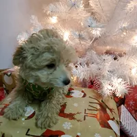 Bonnie, a female Poodle - Miniature  for sale in Salem, MO – Photo 8 of 8