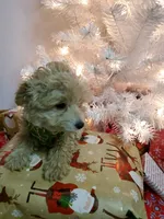 Bonnie, a female Poodle - Miniature  for sale in Salem, MO – Photo 8 of 8