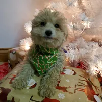 Bonnie, a female Poodle - Miniature  for sale in Salem, MO – Photo 1 of 8