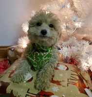 Bonnie, a female Poodle - Miniature  for sale in Salem, MO – Photo 1 of 8
