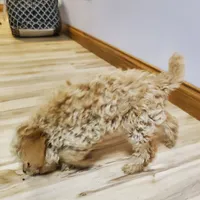 Bonnie, a female Poodle - Miniature  for sale in Salem, MO – Photo 5 of 8