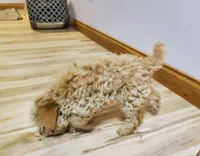 Bonnie, a female Poodle - Miniature  for sale in Salem, MO – Photo 5 of 8