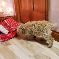 Bonnie, a female Poodle - Miniature  for sale in Salem, MO – Photo 2 of 8