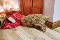 Bonnie, a female Poodle - Miniature  for sale in Salem, MO – Photo 2 of 8