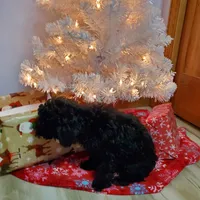 Charlie, a male Poodle - Miniature  for sale in Salem, MO – Photo 5 of 5