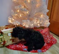 Charlie, a male Poodle - Miniature  for sale in Salem, MO – Photo 5 of 5