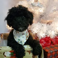 Charlie, a male Poodle - Miniature  for sale in Salem, MO – Photo 4 of 5