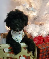 Charlie, a male Poodle - Miniature  for sale in Salem, MO – Photo 4 of 5
