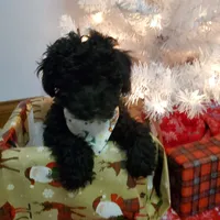 Charlie, a male Poodle - Miniature  for sale in Salem, MO – Photo 3 of 5