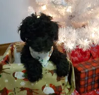Charlie, a male Poodle - Miniature  for sale in Salem, MO – Photo 3 of 5