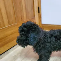 Charlie, a male Poodle - Miniature  for sale in Salem, MO – Photo 2 of 5