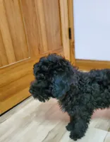 Charlie, a male Poodle - Miniature  for sale in Salem, MO – Photo 2 of 5