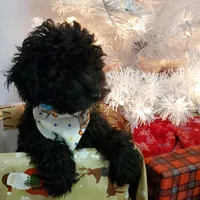 Charlie, a male Poodle - Miniature  for sale in Salem, MO – Photo 1 of 5
