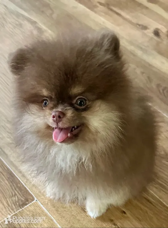 Ryan – Pomeranian puppy for sale in Allen, TX