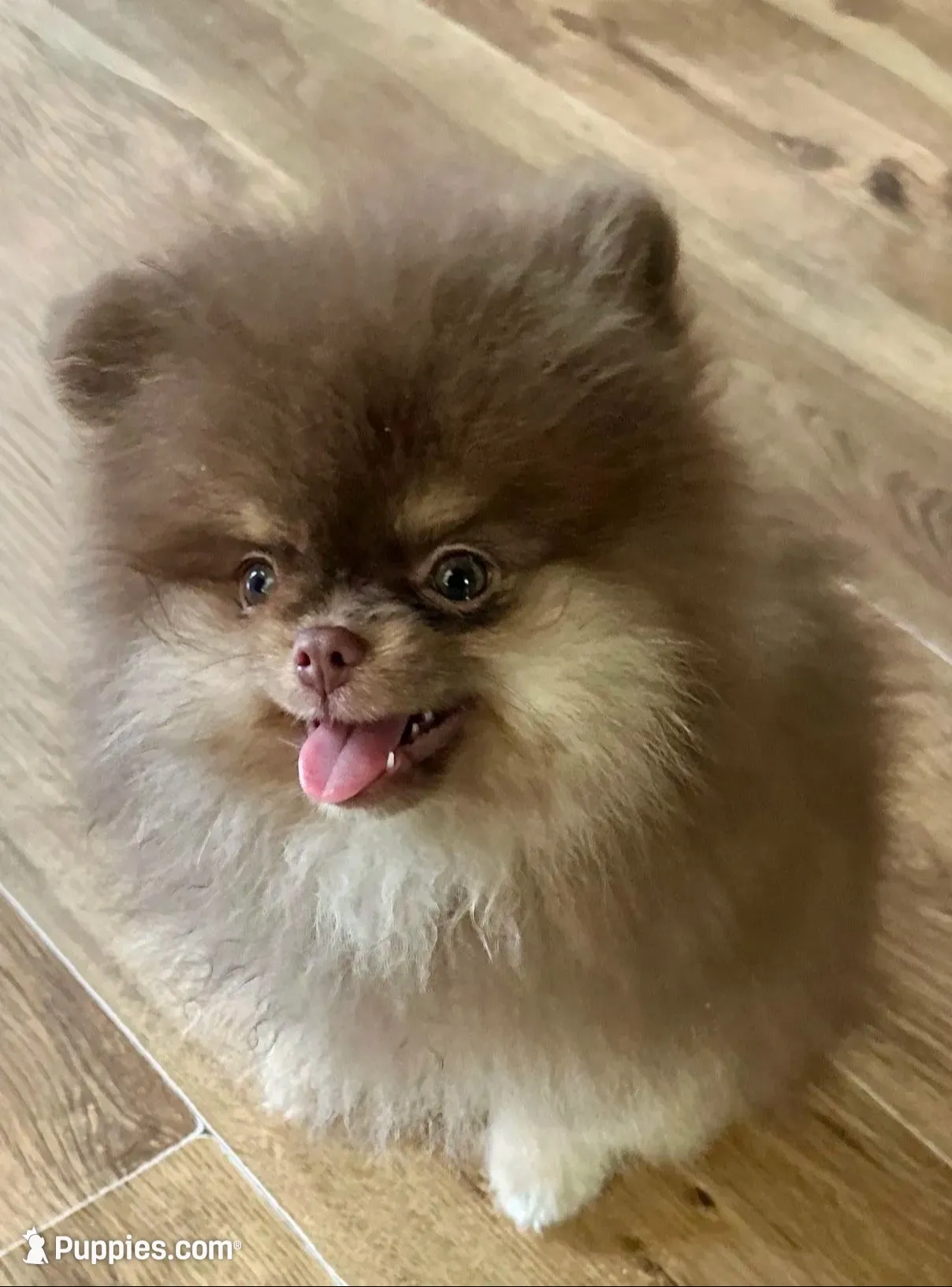 Jack, a male Pomeranian for sale in Allen, TX – 6 of 6