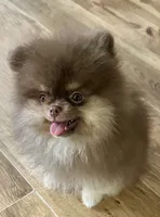 Ryan, a male Pomeranian for sale in Allen, TX – 2 of 8