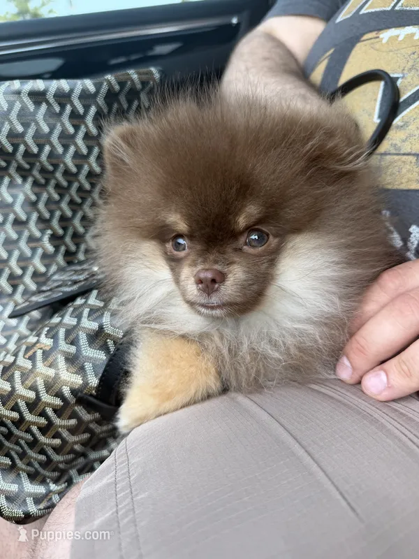 Jack – Pomeranian puppy for sale in Allen, TX