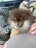 Jack, a male Pomeranian for sale in Allen, TX – 1 of 6