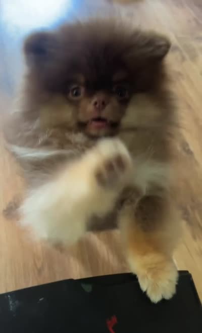 Ryan, a male Pomeranian for sale in Allen, TX – 8 of 8