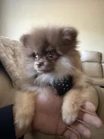 Ryan, a male Pomeranian for sale in Allen, TX – 6 of 8