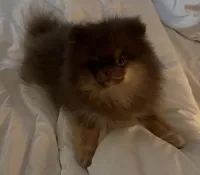 Ryan, a male Pomeranian for sale in Allen, TX – 5 of 8