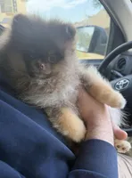 Ryan, a male Pomeranian for sale in Allen, TX – 3 of 8