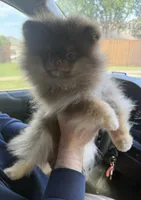 Ryan, a male Pomeranian for sale in Allen, TX – 4 of 8
