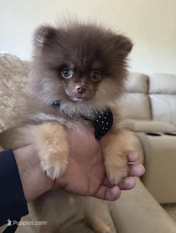 Ryan – Pomeranian puppy for sale in Allen, TX